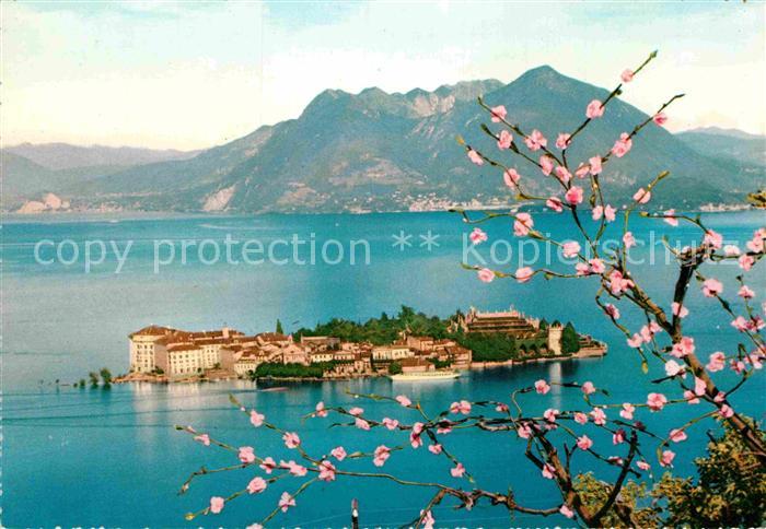 Isola Bella Lago Maggiore Panorama Baumbluete Alpen