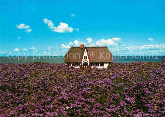 Westerland Sylt Haus im Bluetenmeer