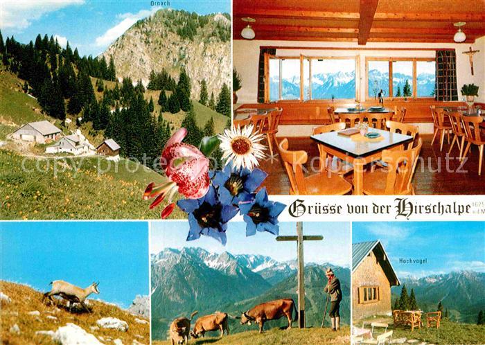 Oberjoch Hirschalpe Gemse Almvieh Kreuz Hochvogel Alpenflora