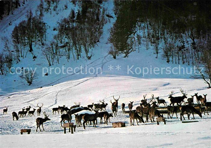 Kleinsoelk Wildfuetterung Breitlahn im Winter