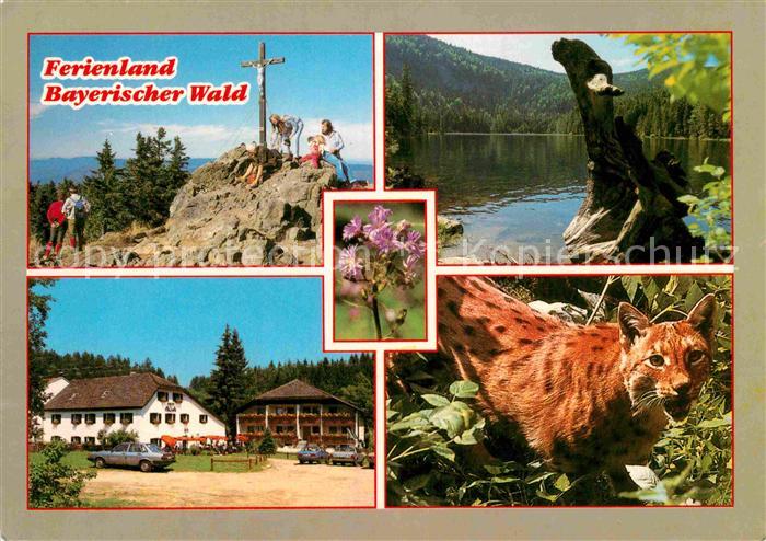 Grafenau Niederbayern Gasthaus Pension Einkehr Kieblmuehle Rachelgipfel Araberse