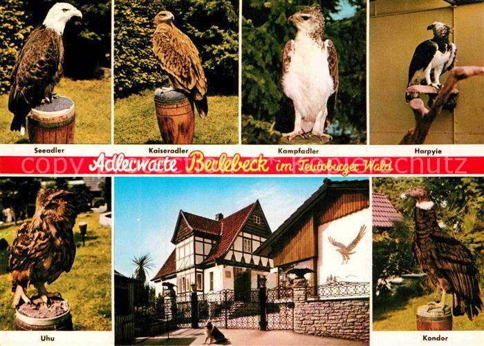 Berlebeck Adlerwarte Teutoburger Wald Greifvoegel