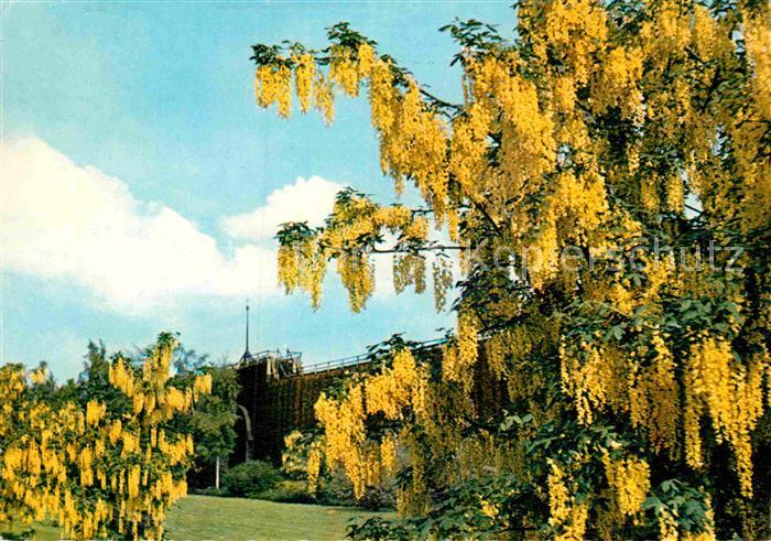 Bad Salzuflen Kurpark Goldregen