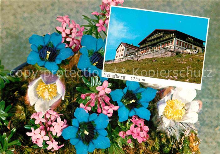 Schafberg Salzkammergut Bergrestaurant Alpenblumen