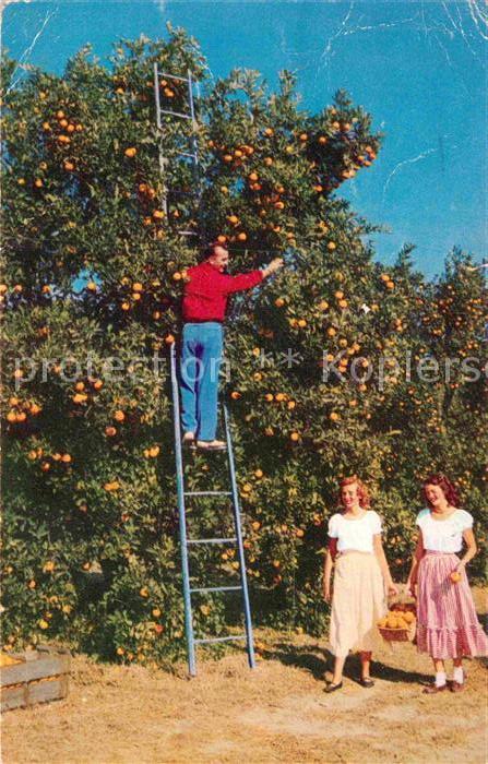 Waverly Florida Orangen Ernte