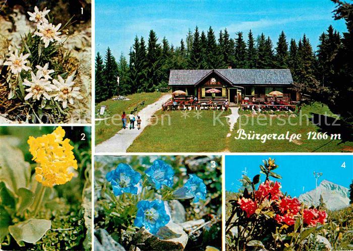Mariazell Steiermark Buergeralpe Alpenflora