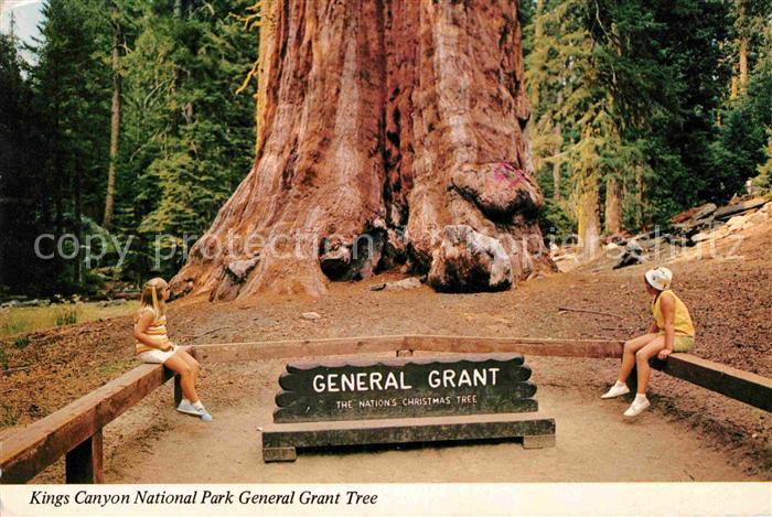 Kings Canyon National Pk General Grant Tree