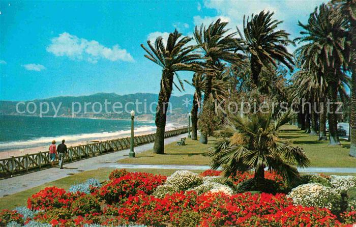 Santa Monica Gorgeous geranium bed windswept Palisades Park