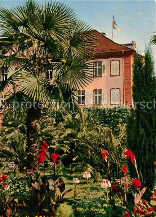 Mainau Palmenhain indische Blumenrohr