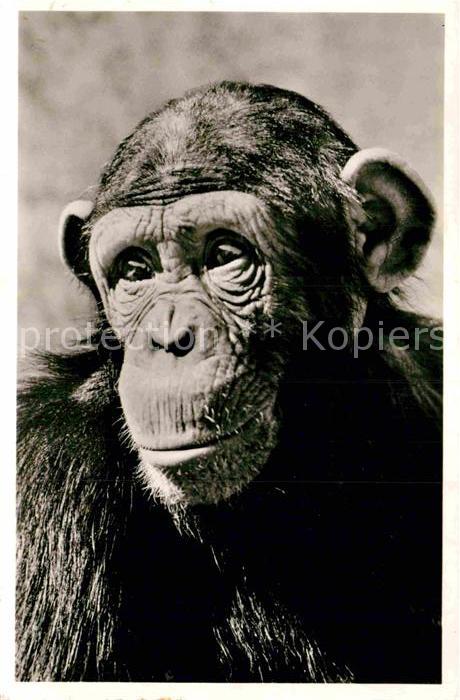Affen Schimpanse Muenchen Tierpark Hellabrunn