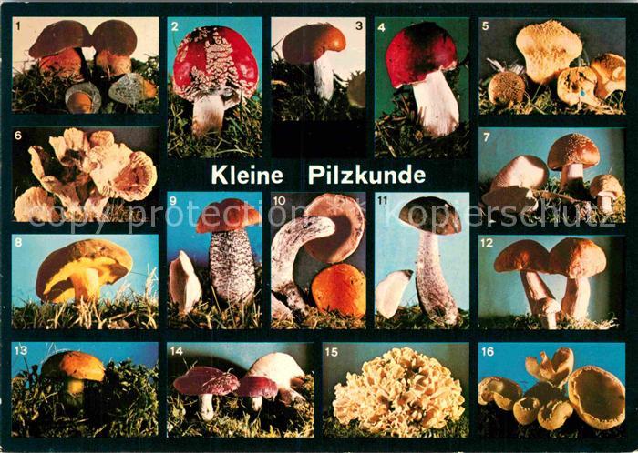 Lebensmittel Pilzkunde Hexenpilz Fliegenpilz Apfeltaeubling Birkenpilz Rotkappe