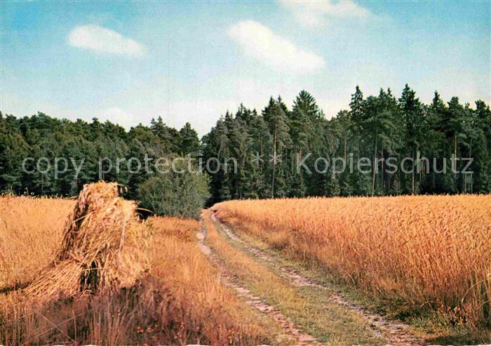Landwirtschaft Getreide Wald Forst