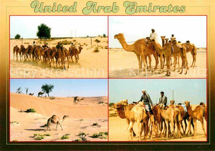 Kamel  Camel Chameau United Arab Emirates