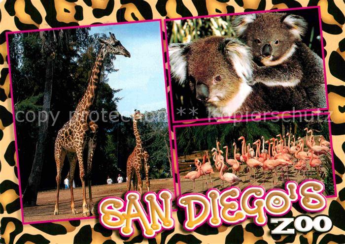 Zoo San Diego California Giraffe Koala Flamingo