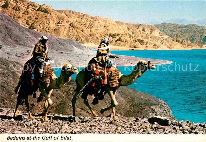 Kamel  Camel Chameau Beduins Gulf of Eilat