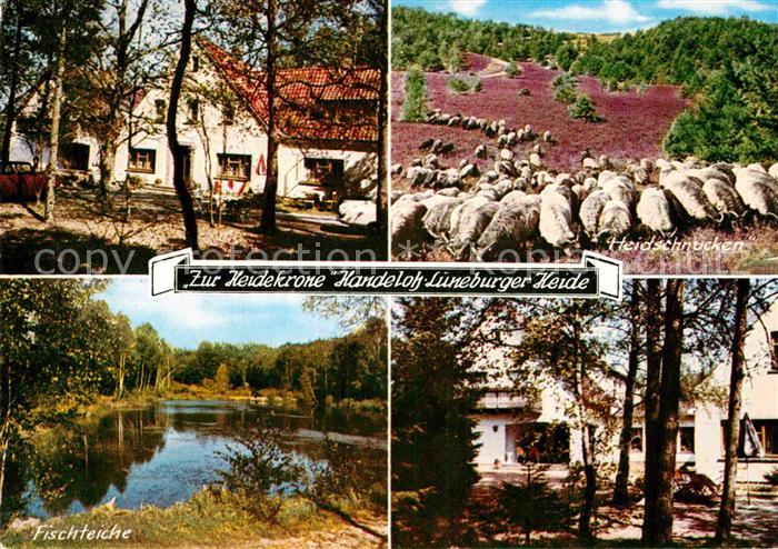 Handeloh Lueneburger Heide Heidschnucken Ffischteiche
