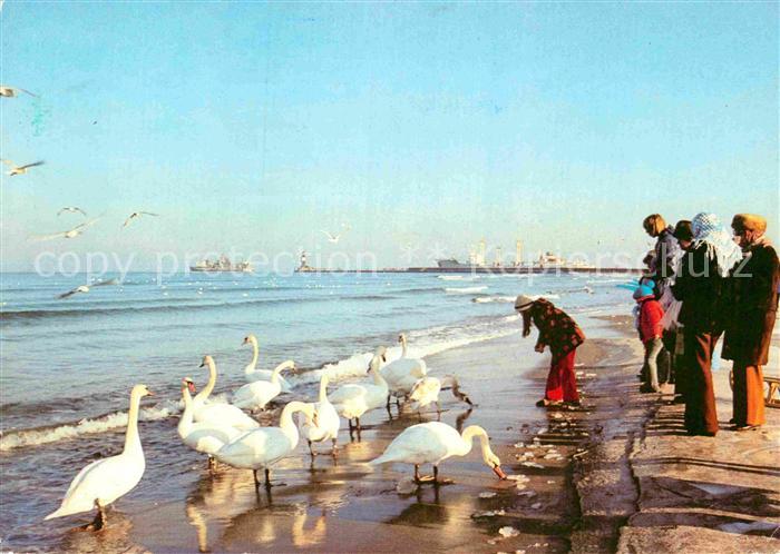 Warnemuende Ostseebad Winter am Strand Schwaene