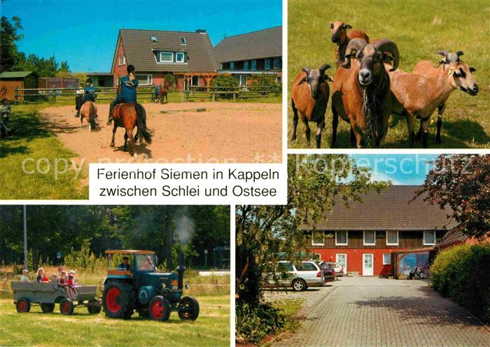 Kappeln Schlei Ferienhof Siemen zwischen Schlei und Ostsse Pferde Ziegen
