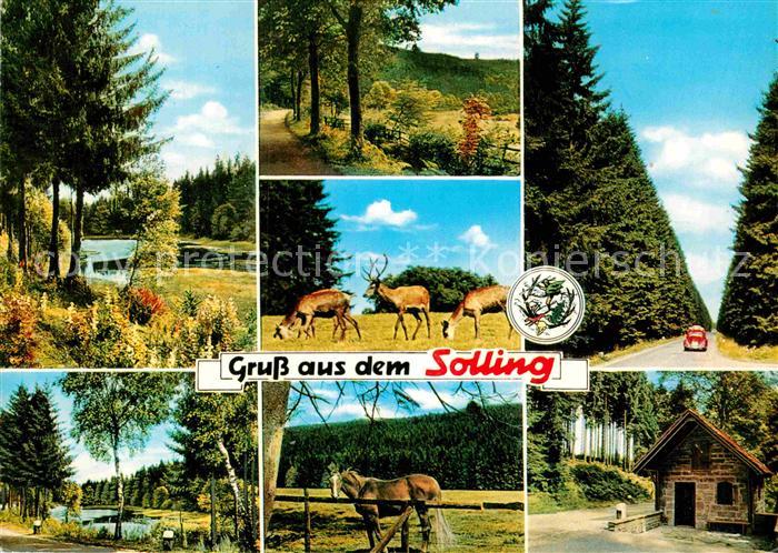 Solling Bodenfelde Wald See Wild Pferd