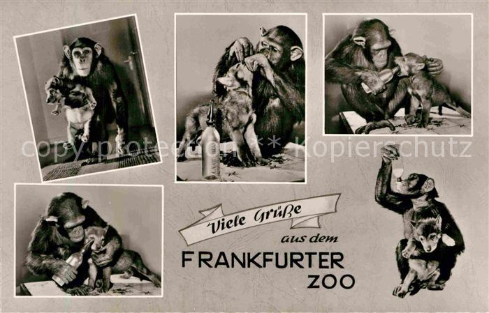 Affen Hund Zoo Frankfurt