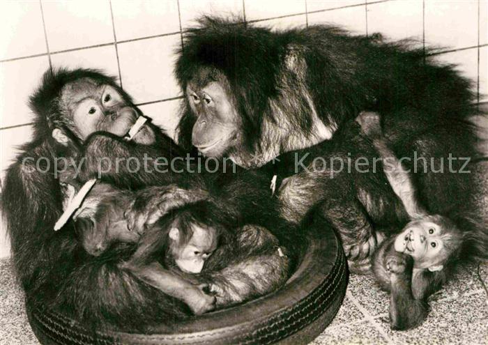 Affen Orang-Utan-Muetter mit Jungtieren Zoo Dresden
