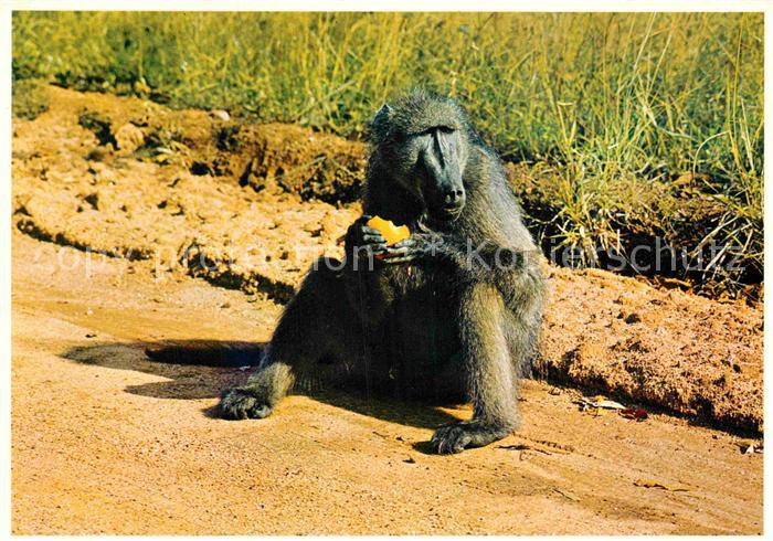 Affen Baboon Cape Peninsula