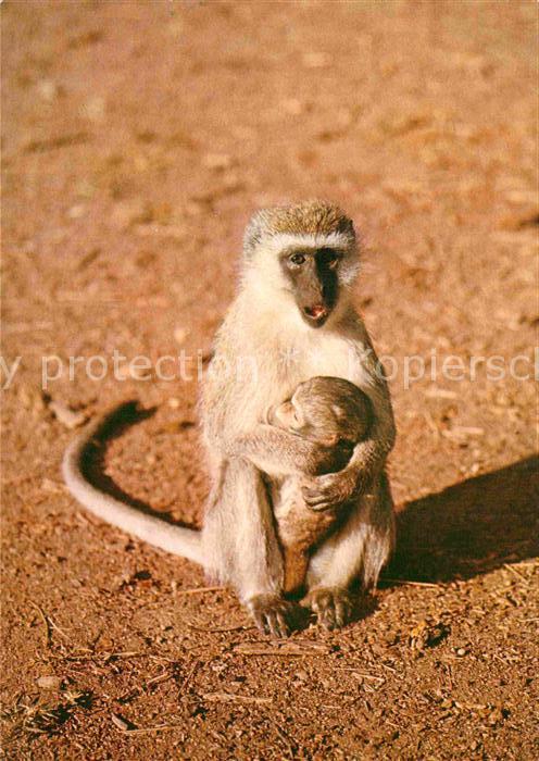 Affen Gruene Meerkatze mit Jungem