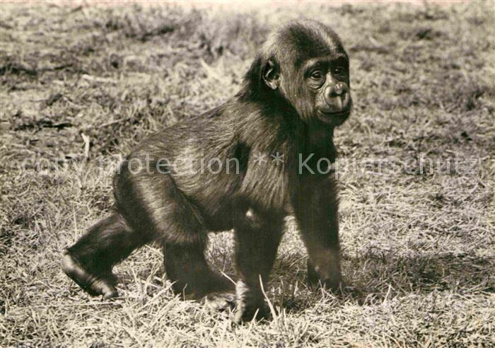 Affen Junger Gorilla
