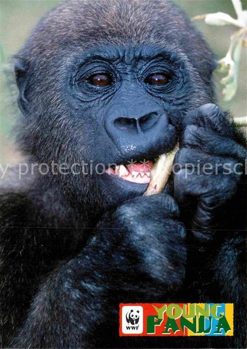 Affen Gorilla Afrika WWF Young Panda