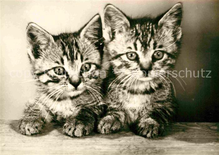 Katzen