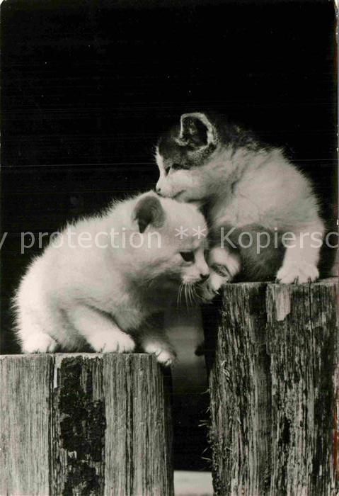Katzen