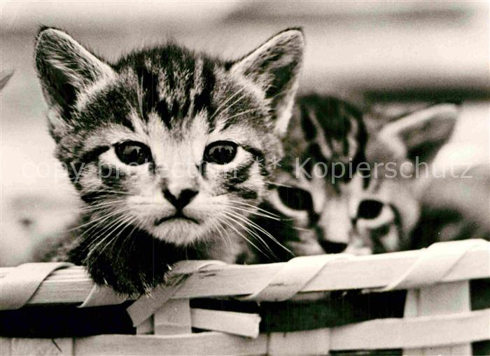 Katzen Hauskatzen