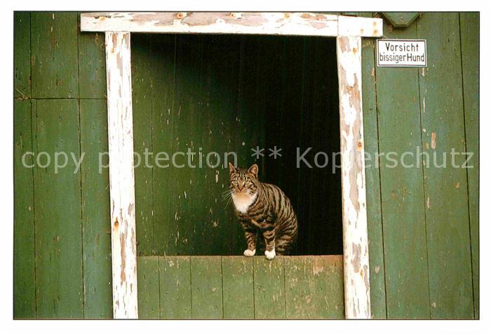 Katzen