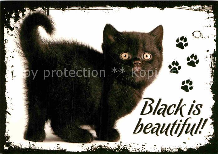 Katzen