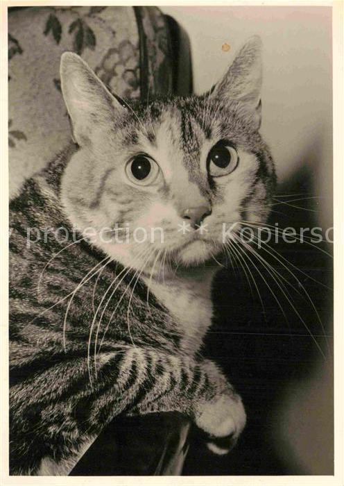 Katzen