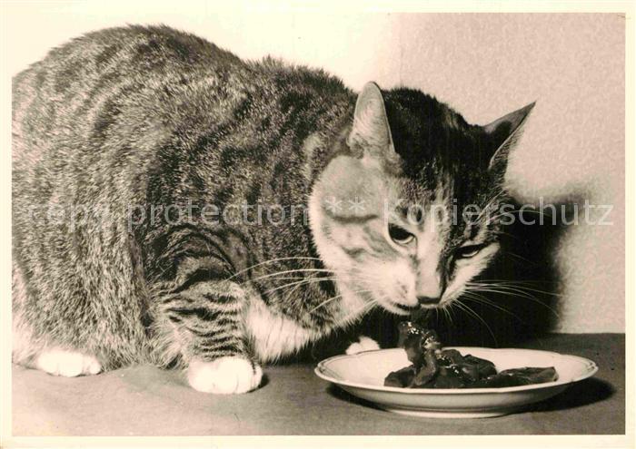 Katzen