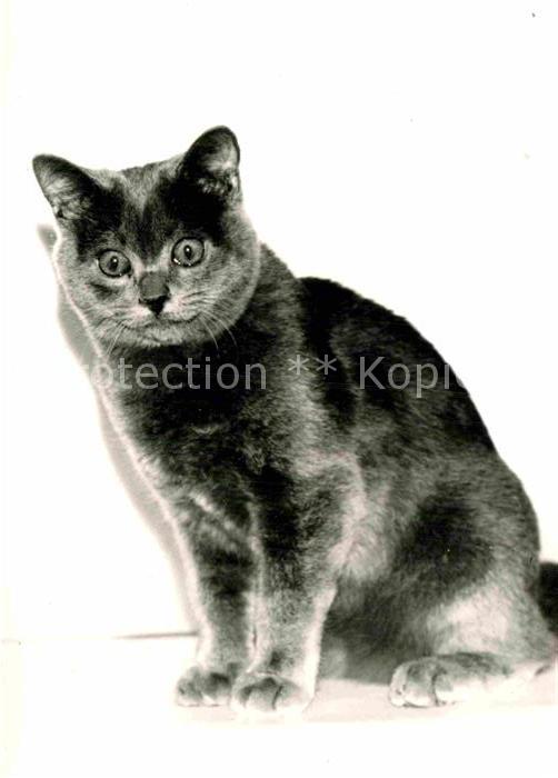 Katzen