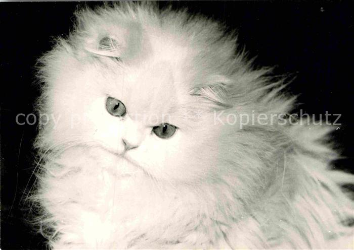 Katzen