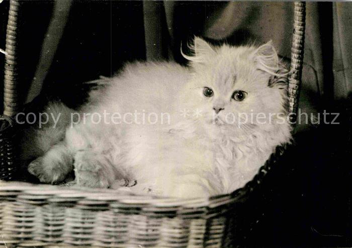 Katzen
