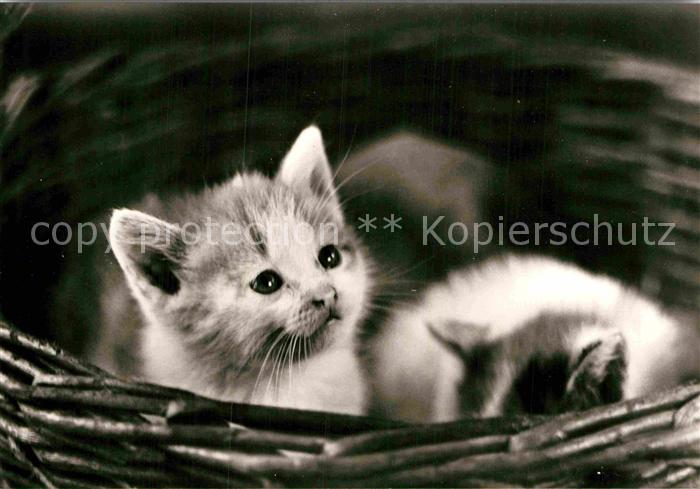 Katzen