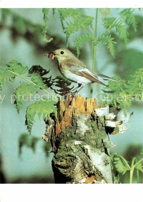 Voegel Birds Oiseaux Uccelli Pajaros-- Trauerschnaepper