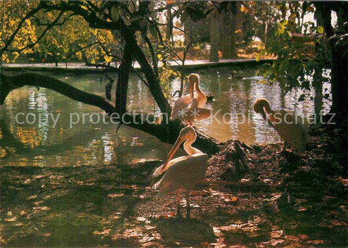 Voegel Birds Oiseaux Uccelli Pajaros-- Pelikan Gagra Park