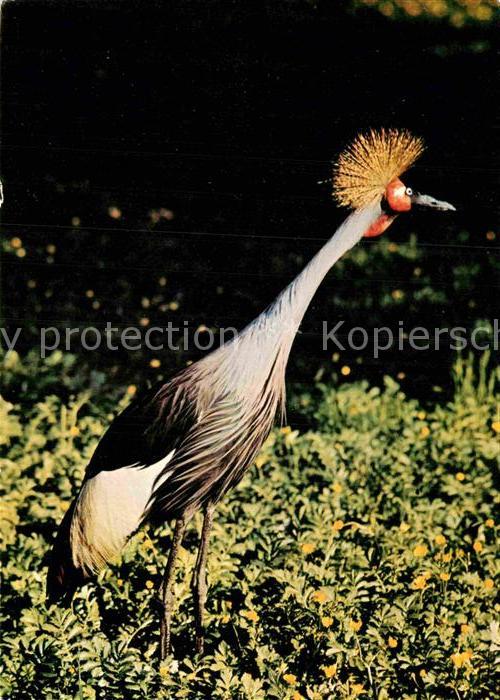 Voegel Birds Oiseaux Uccelli Pajaros-- Kronenkranich Zoo Dresden