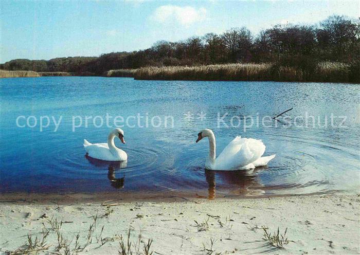 Schwan Schwäne