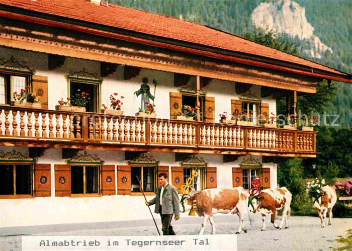 Kuehe Almabtrieb Tegernseer Tal