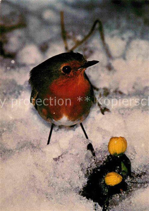 Voegel Birds Oiseaux Uccelli Pajaros-- Rotkehlchen