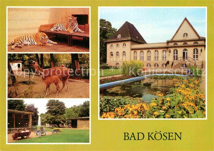 Bad Koesen Tierpark Tier Lama Junges Badehaus