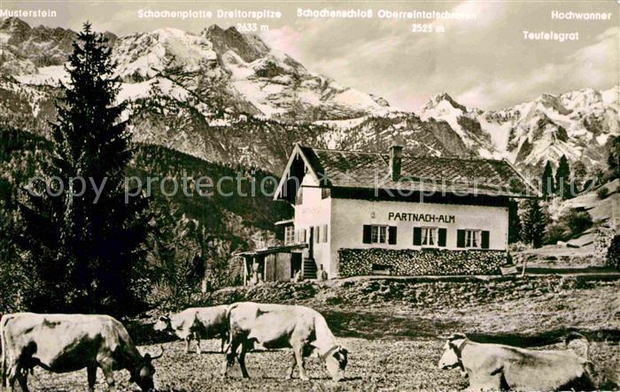 Partnachalm Berghaus Viehweide Kuehe Alpen