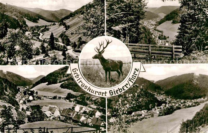 Sieber Teilansichten Hirsch Panorama