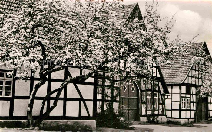 Bad Essen Bluehende Bergstrasse Fachwerkhaeuser